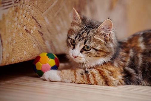 Kitten Training 101