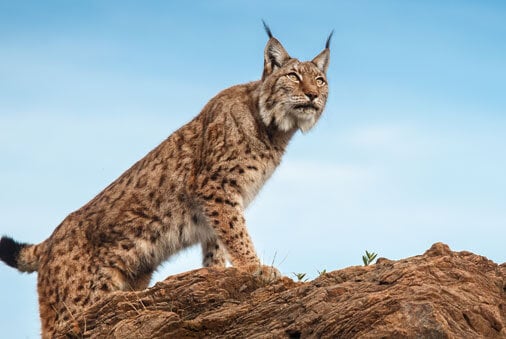 The Link to the Lynx