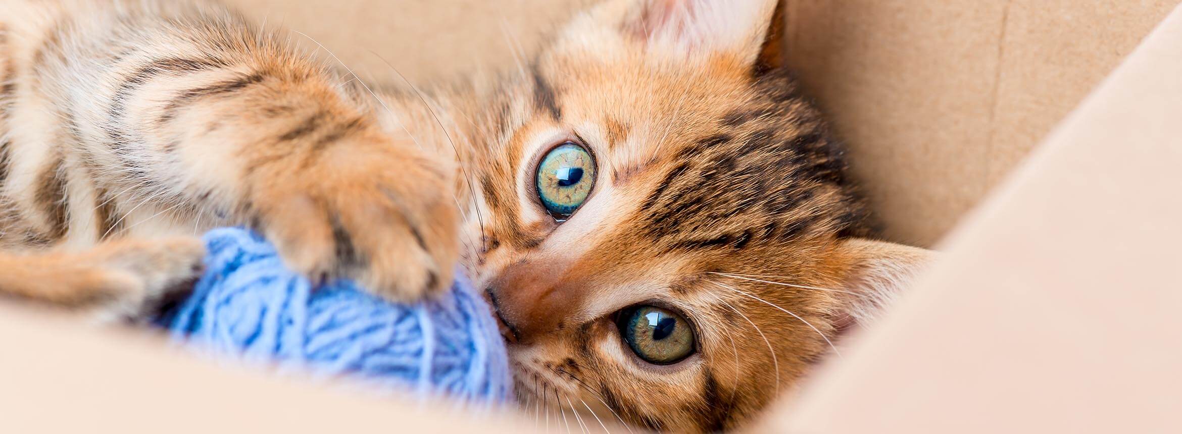 image of a kitten at the vet