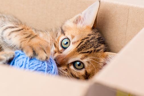 Preventing Illness and Injuries in Kittens