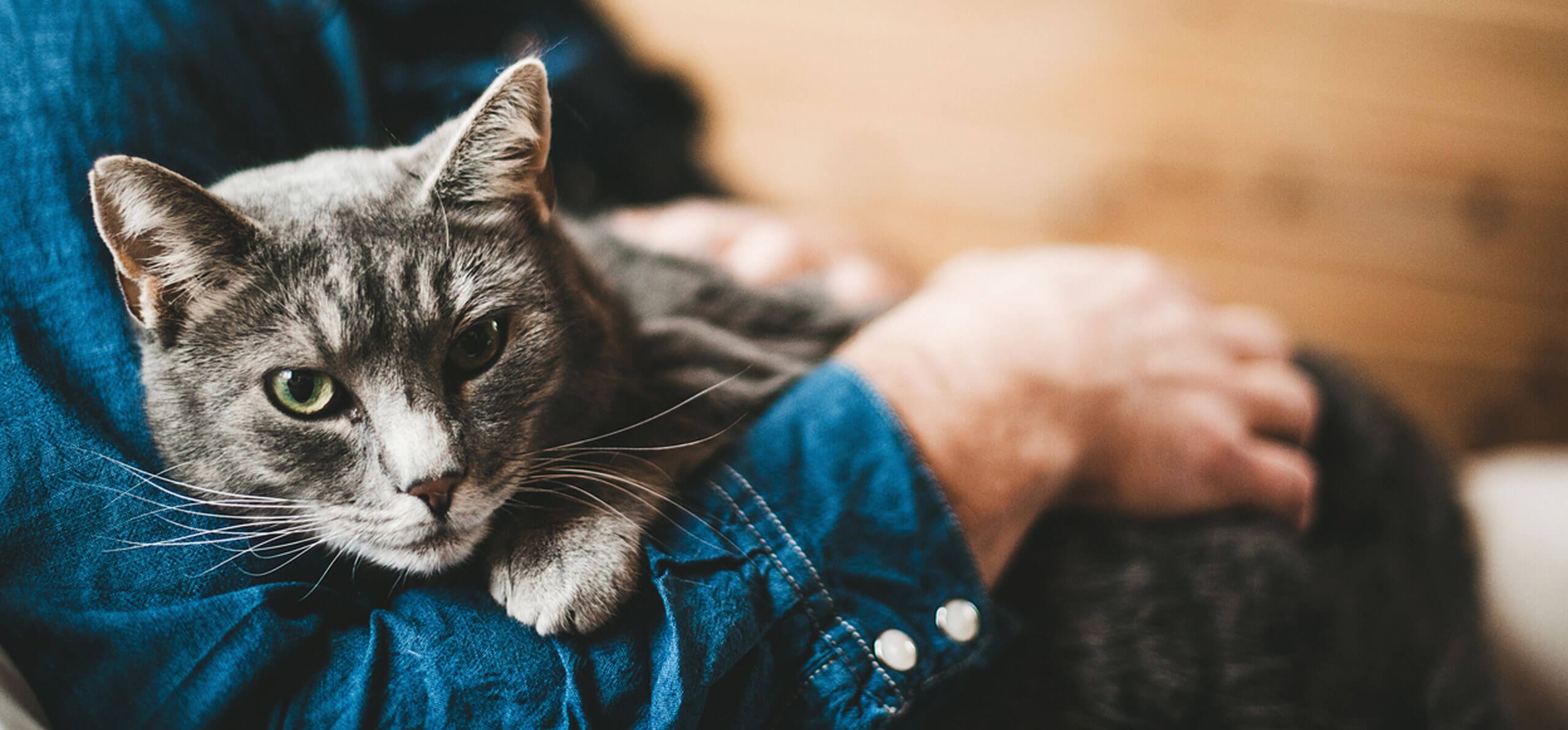 cat held in owner's arms