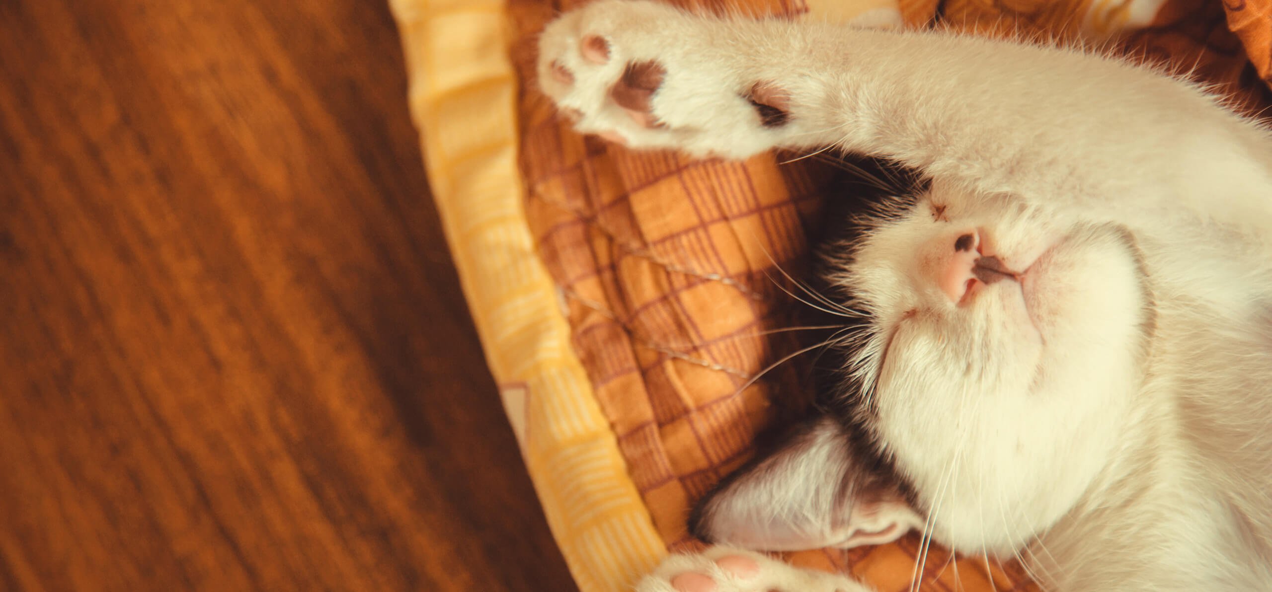 cat resting on its bed with one paw up and one paw down