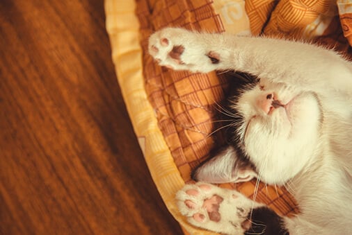 Picking the Right Cat Bed