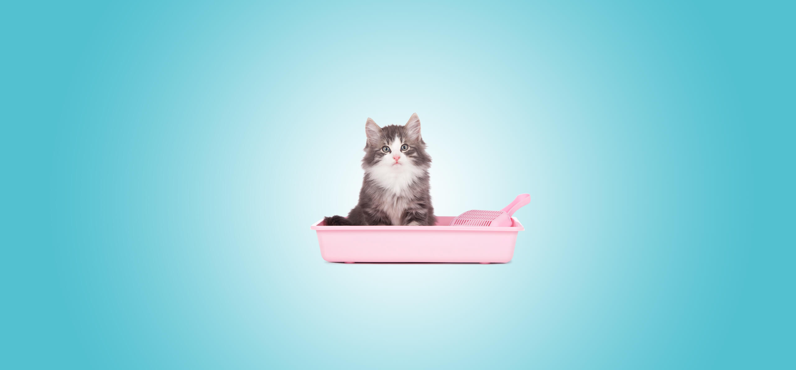 cat in a light pink litter box with a blue background