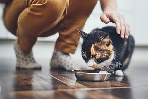Does Your Cat Have a Sensitive Stomach?