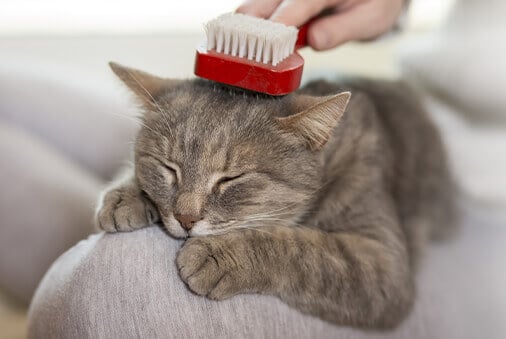 Is Your Cat Itchy?