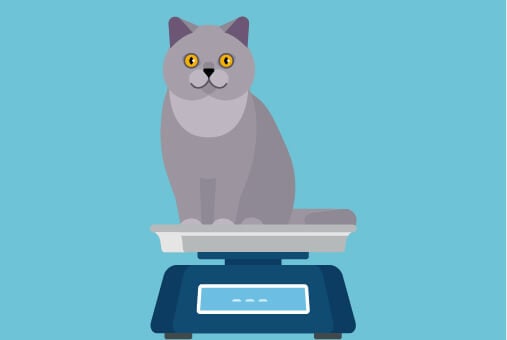 Fat Cat?