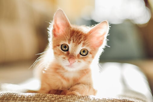 Social Butterflies, Not Scaredy Cats 