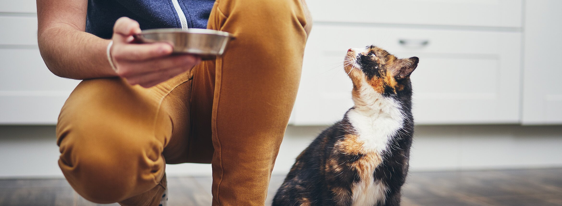 cat watching a bowl being lowered to the floor