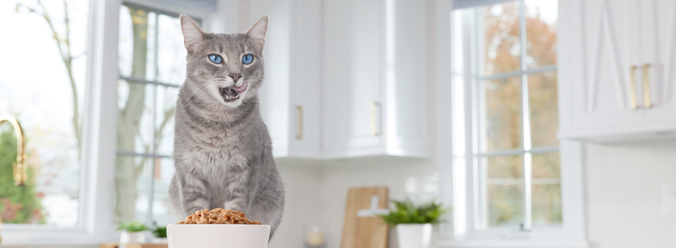 cat licking mouth in front of a bowl