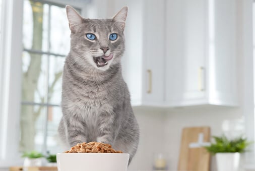 3 Benefits of Wet Cat Food