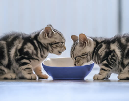 A Kitten Feeding Guide and Knowing When to Switch