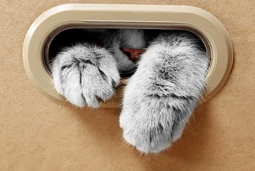 Image of a cat in a box