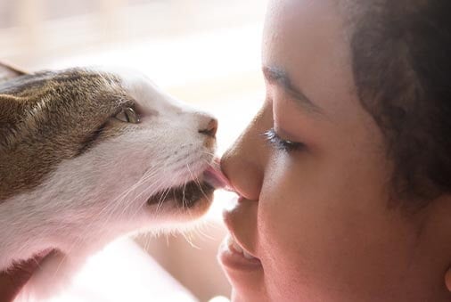 Why Does My Cat Lick Me? 