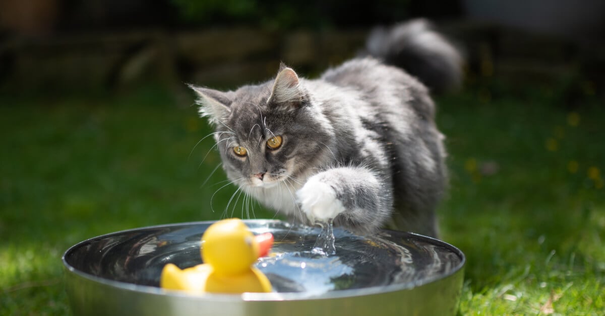 Why Do Cats Wet Their Toys: Surprising Reasons Explained