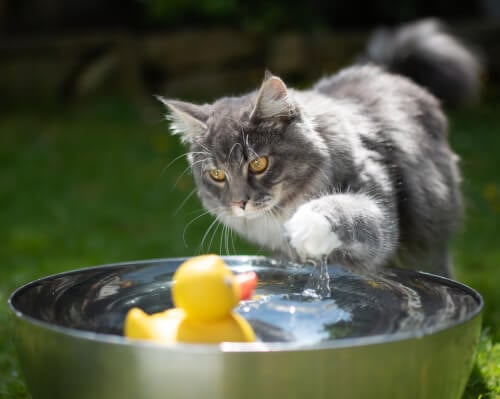 Why Does My Cat Sink Toys?