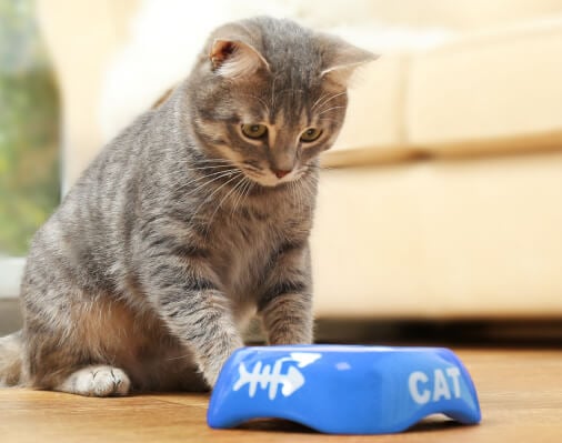 Why Are Cats So Picky?