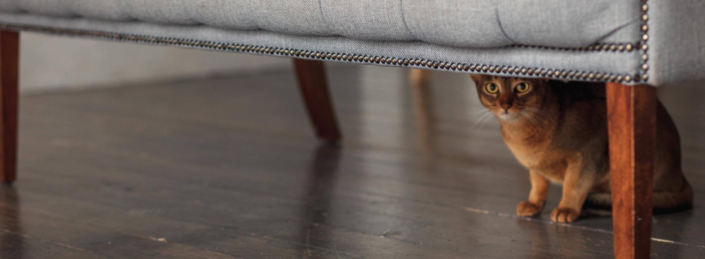 image of a cat under a table
