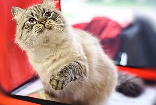 Yes, Your Cat Can Camp! Here’s How.