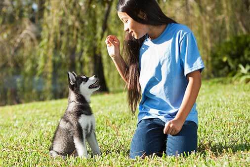 husky puppy being trained by young girl