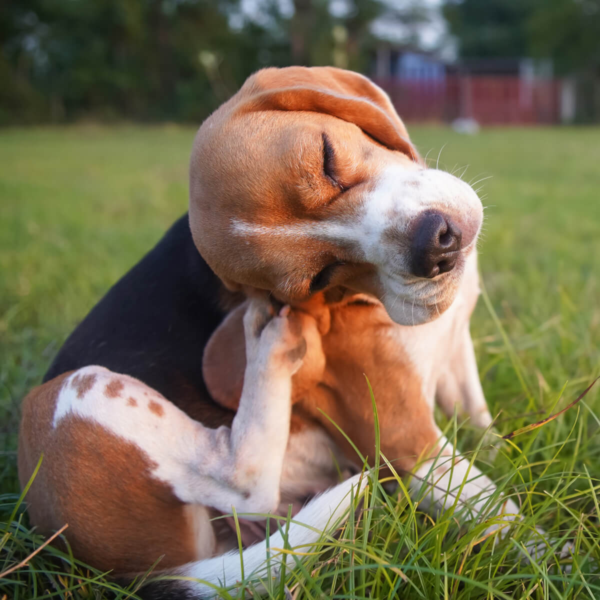 Beagle scratching its neck with a hind leg while sitting on grass, eyes closed in contentment