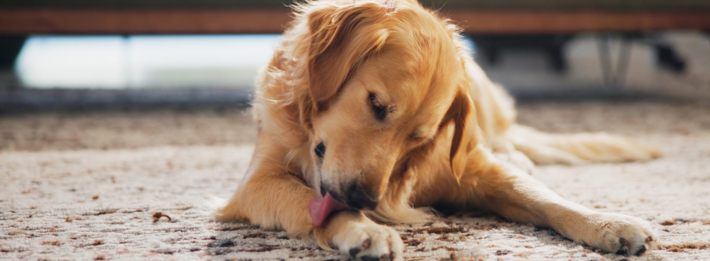 Golden retriever lying on a rug, licking its front paw