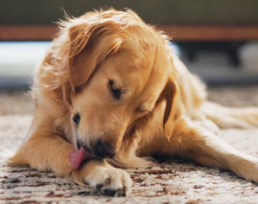 A Guide to Dog Food Sensitivity Diets  