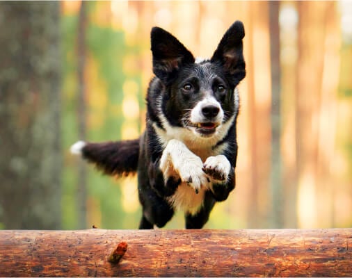 The Power of Protein in Your Dog’s Diet