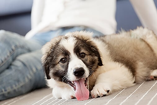 owner and puppy sitting on the apartment carpet