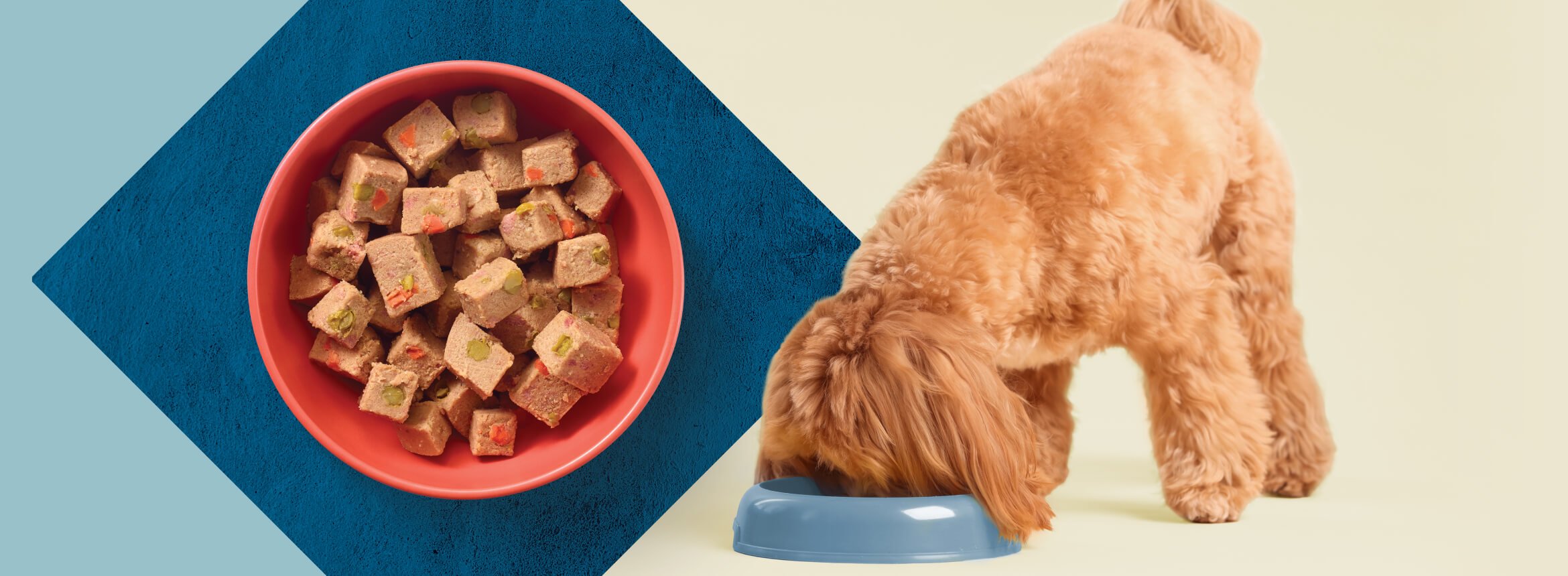A medium-sized dog with beautiful light brown fur is eating out of a light blue dog bowl. 