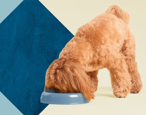 What’s The Deal with Fresh Dog Food?