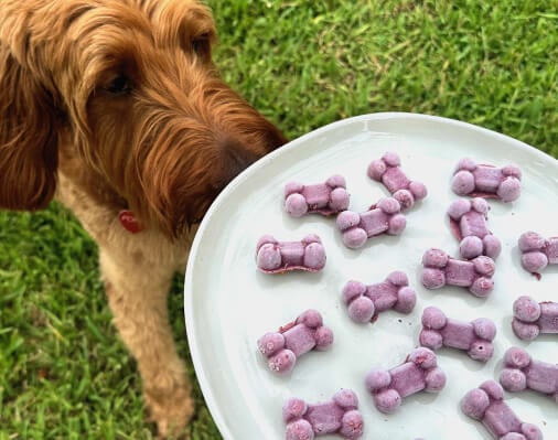 Frozen Dog Treats with Blueberries, Bananas, and BLUE Health Bars
