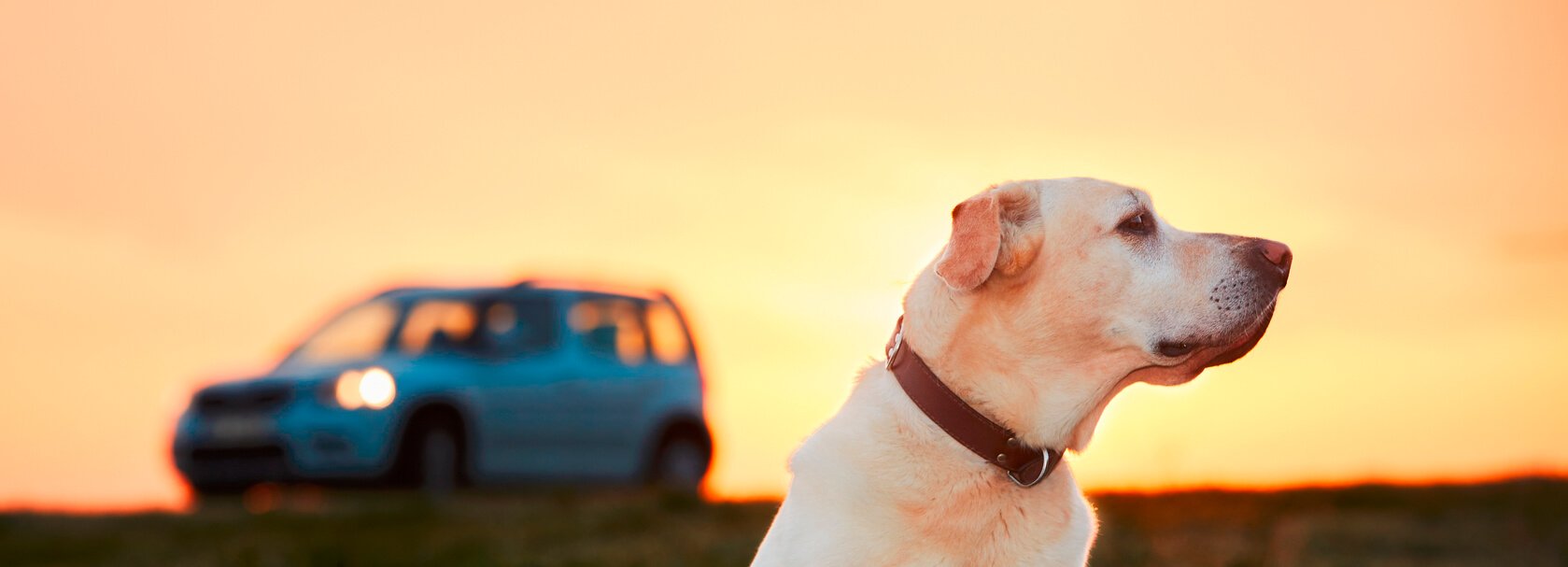 dog and car in the foreground of a sunset