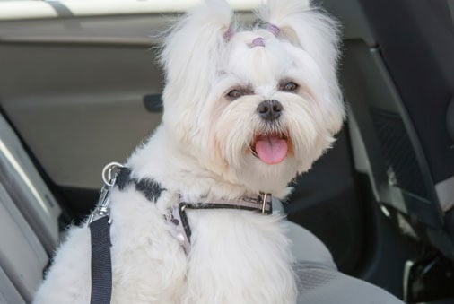 Car Safety Tips for Your Dog
