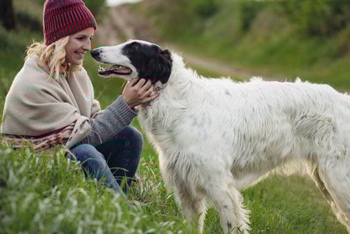 large dog being petted by owner