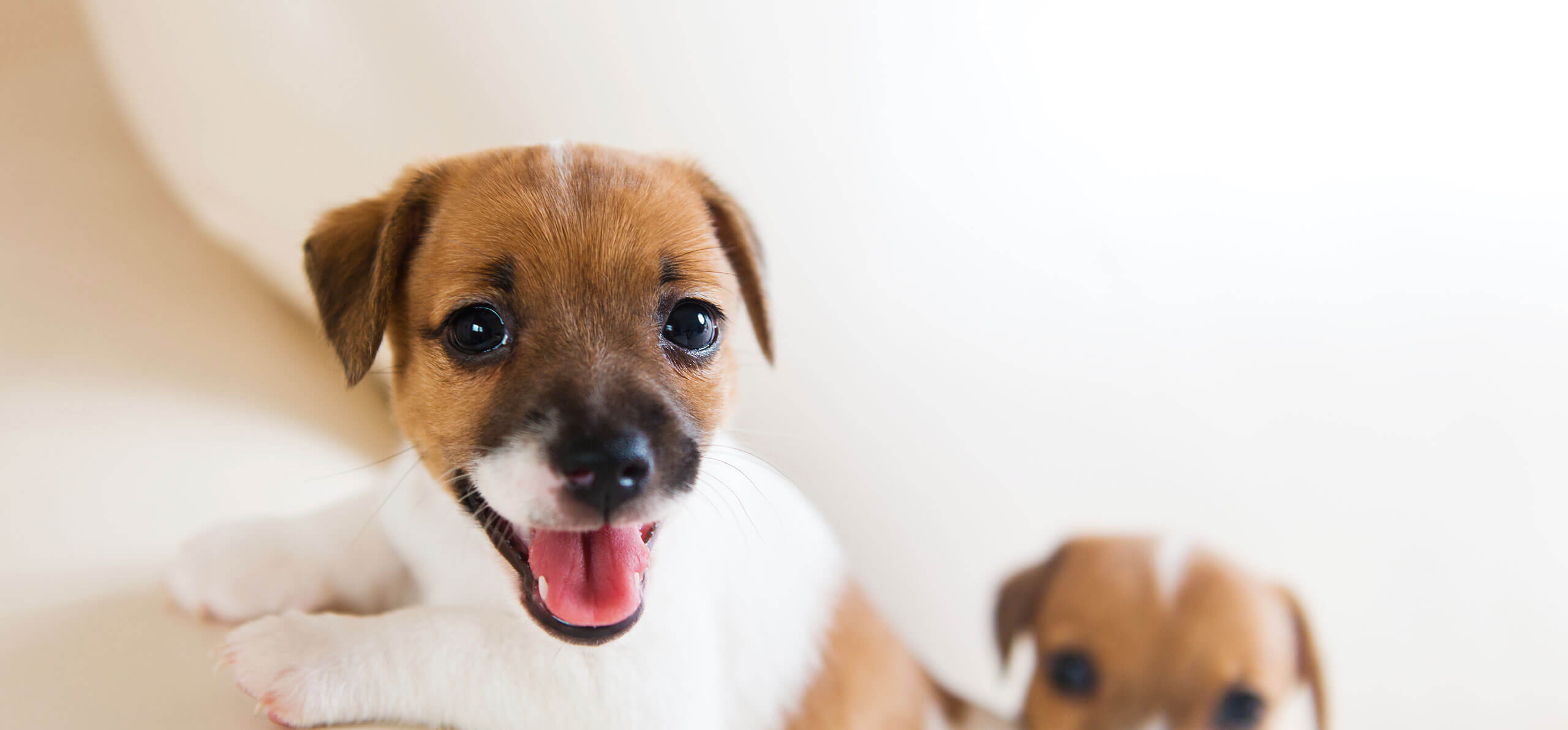 a couple of puppies smiling