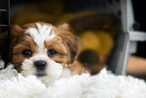 puppy laying in crate