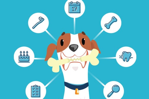 The Dos and Donts of Doggy Dental Care