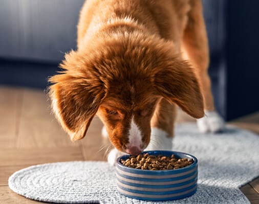 The Many Benefits of Calcium for Dogs  