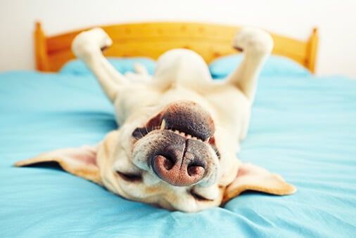 Does Fido Chase Squirrels in His Sleep?
