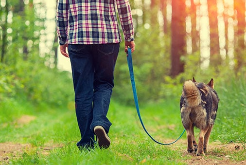 Dog Leash Training