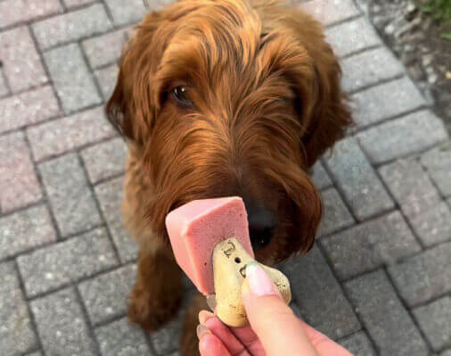 A brown dog with shaggy fur sniffing a pawpsicles being held out by a person's hand.