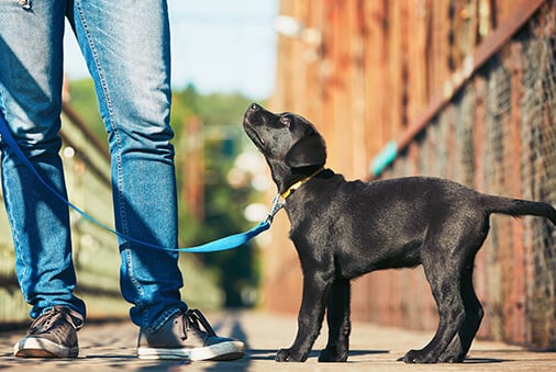 What Every New Pup Parent Should Know