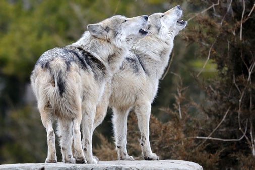 Two wolves stand side by side on a rock, howling, with a blurred forest background