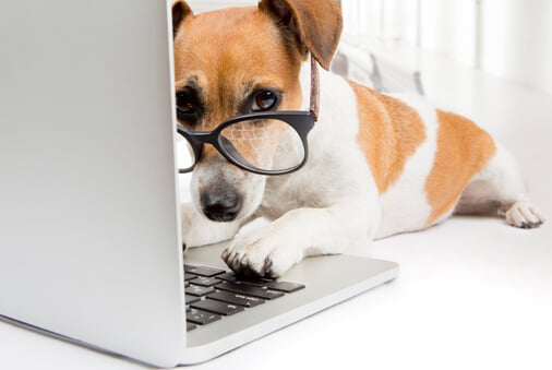 Five Tips for Taking Your Dog to Work
