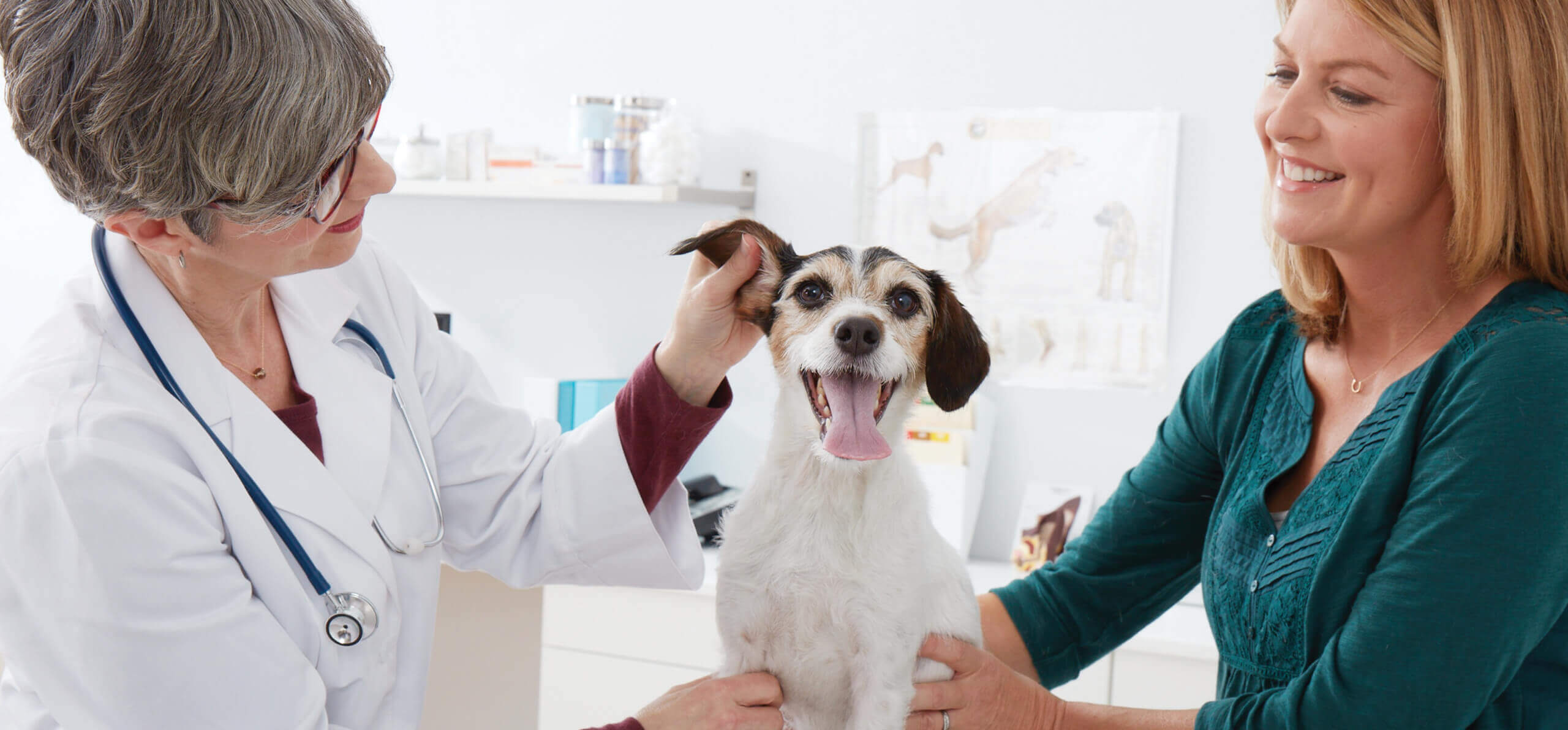 dog receiving an ear inspection beside its owner