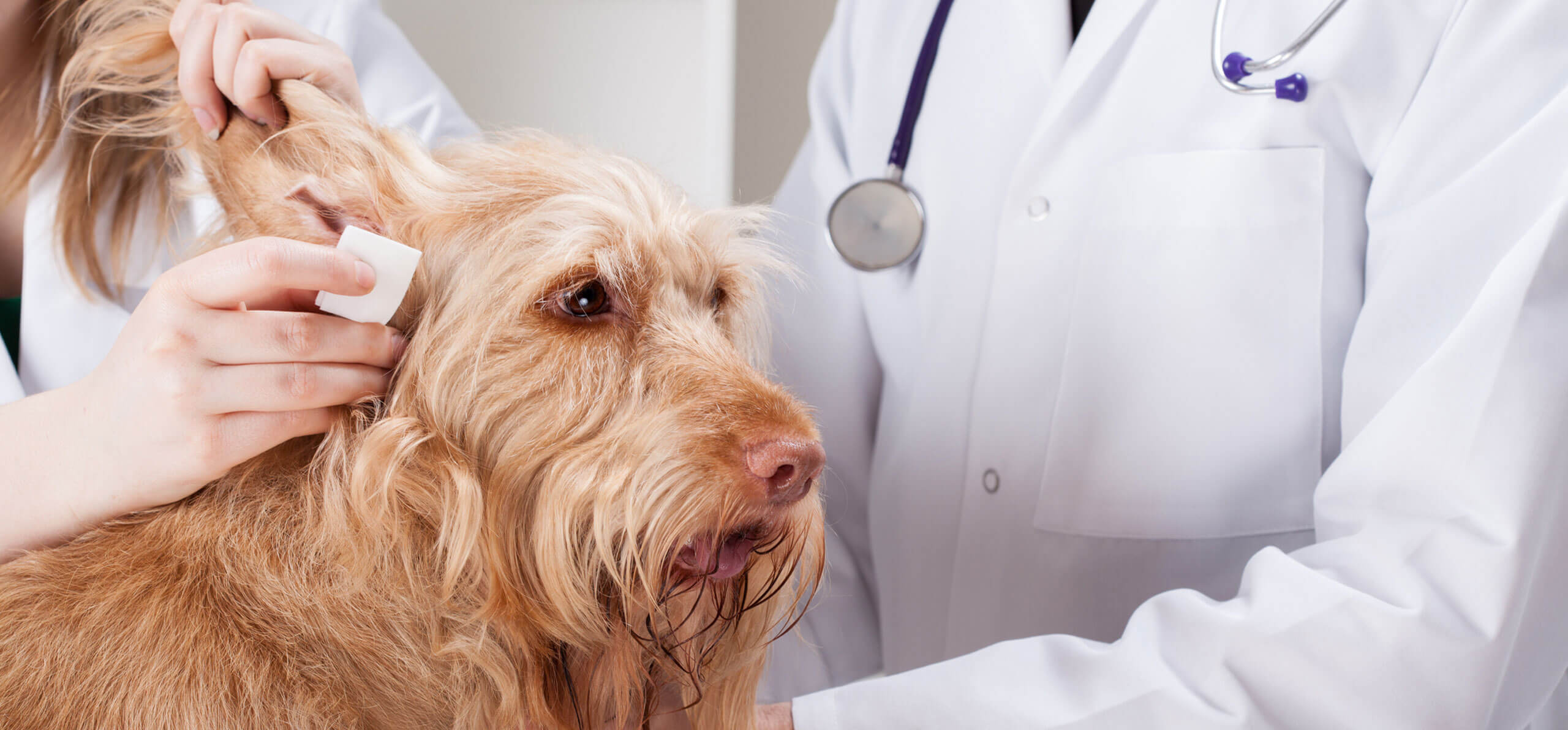 dog getting its ears cleaned with gauze