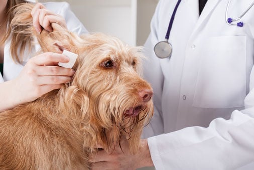 dog getting its ears cleaned with gauze pad