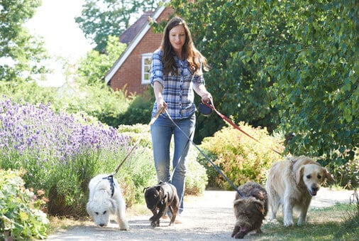 four leashed dogs being walked by an individual on gravel pathway