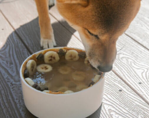 BLUE Bits - A dog enjoying a Blue Bits meal from a bowl filled with bananas.